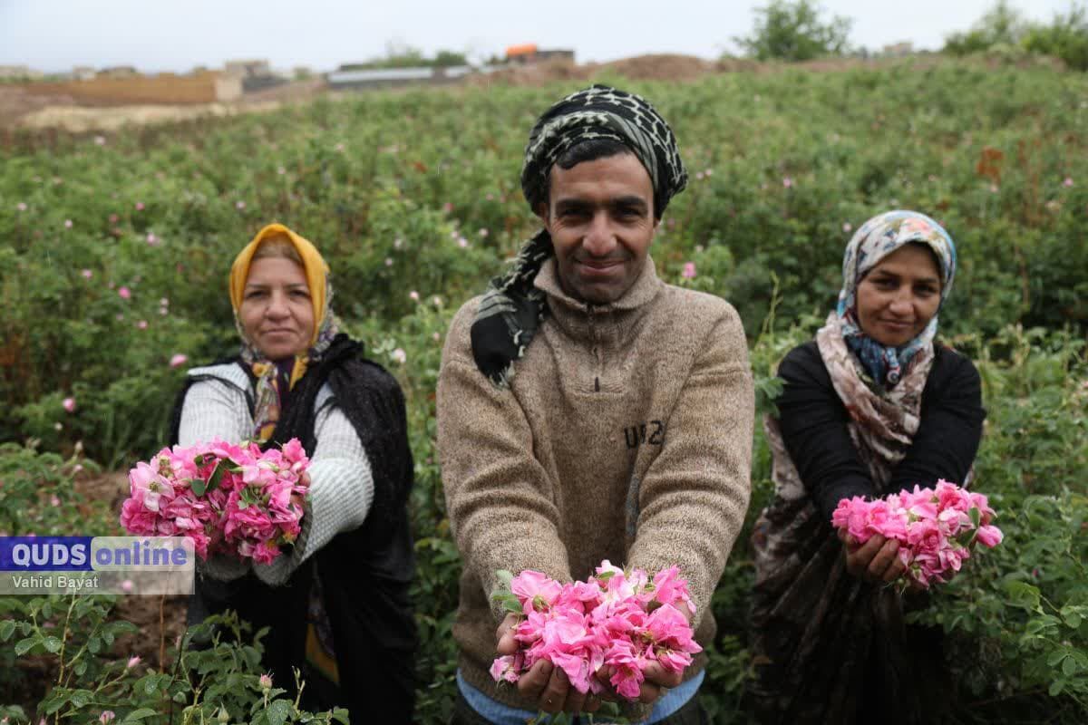 گلابگیری در فرخد یک حرفه خانوادگی است
