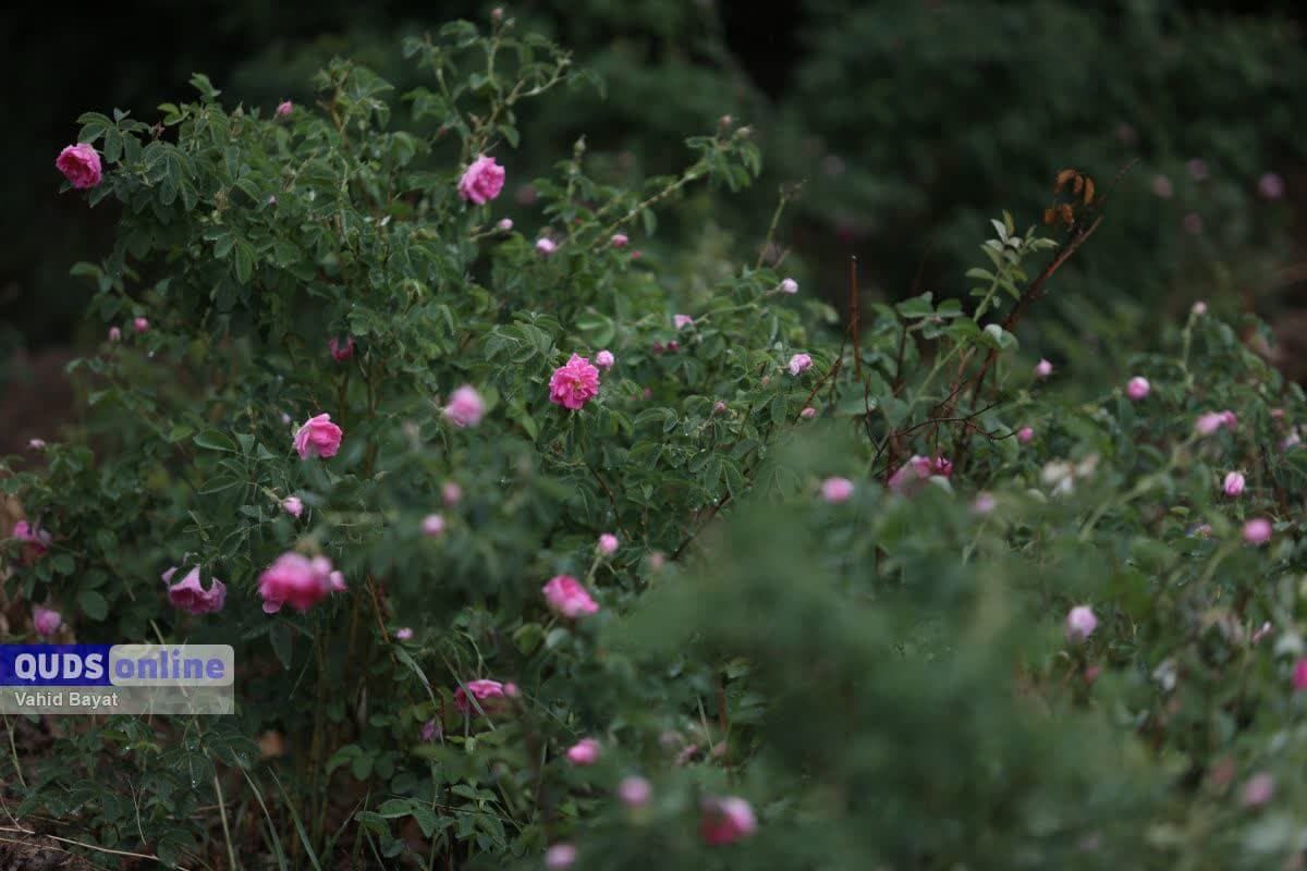 گلابگیری در فرخد یک حرفه خانوادگی است