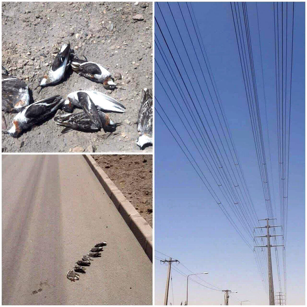 مرگ دسته جمعی پرندگان مهاجر در بافق