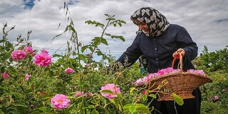 تولید سالانه ۲ هزار تن گل محمدی در لرستان/ محصول تضمینی خریداری می‌شود