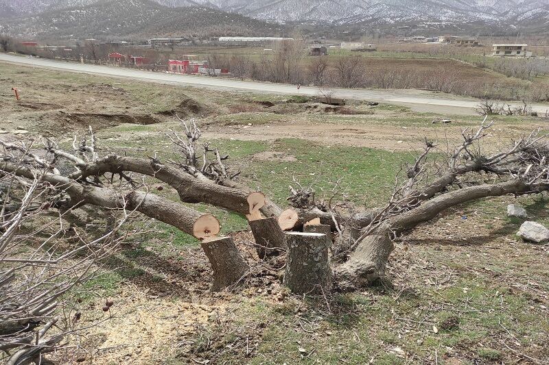 قطع بالای ۴۰ اصله درخت در عباس آباد/ شهرداری همدان پیگیری قضایی کرد