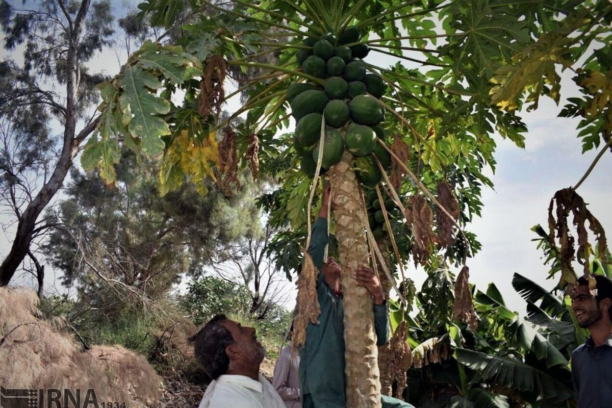 تولید ۲۳۶ هزار تن میوه گرمسیری در سیستان و بلوچستان