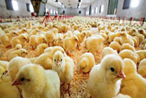 کاهش قیمت جوجه یکروزه/ فروش گوشت مرغ با قیمت‌های مصوب
