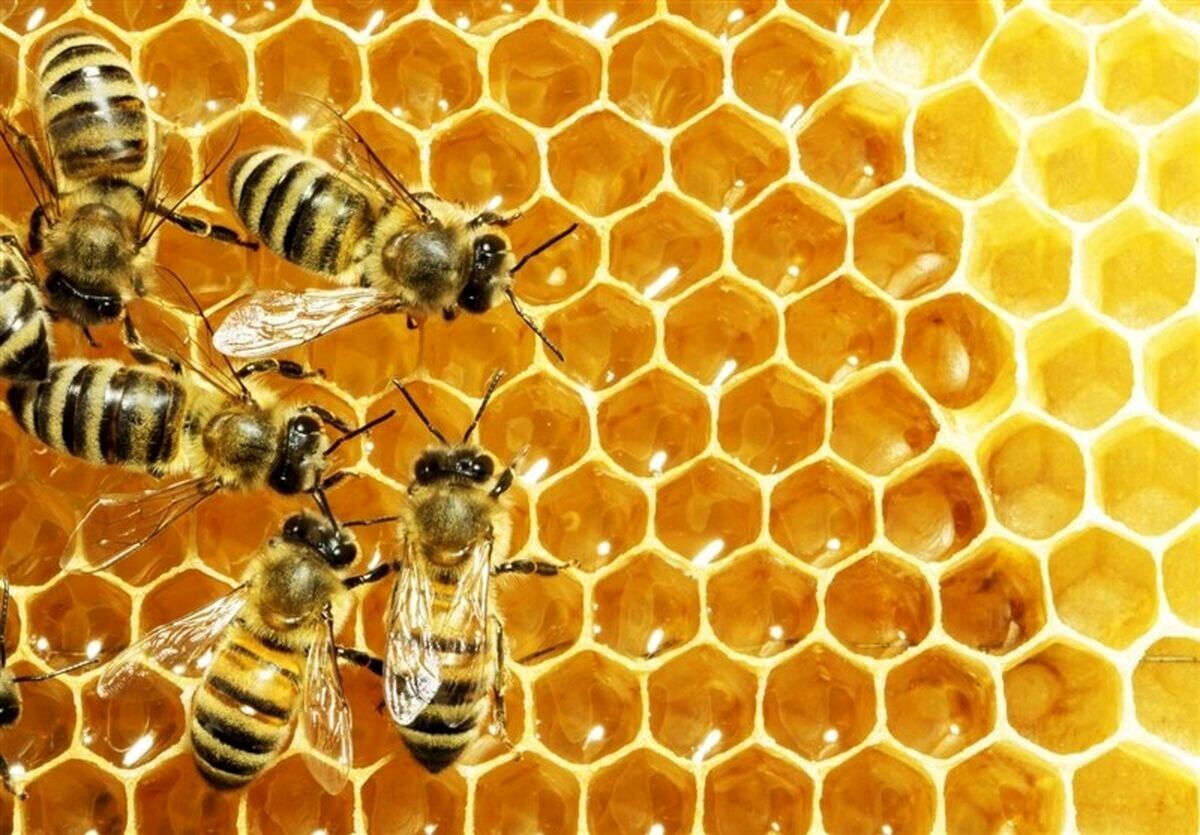 میزان تولید عسل در ایران بیشتر از سرانه مصرف است / لزوم فراهم کردن بستر صادرات بخش خصوصی توسط دولت