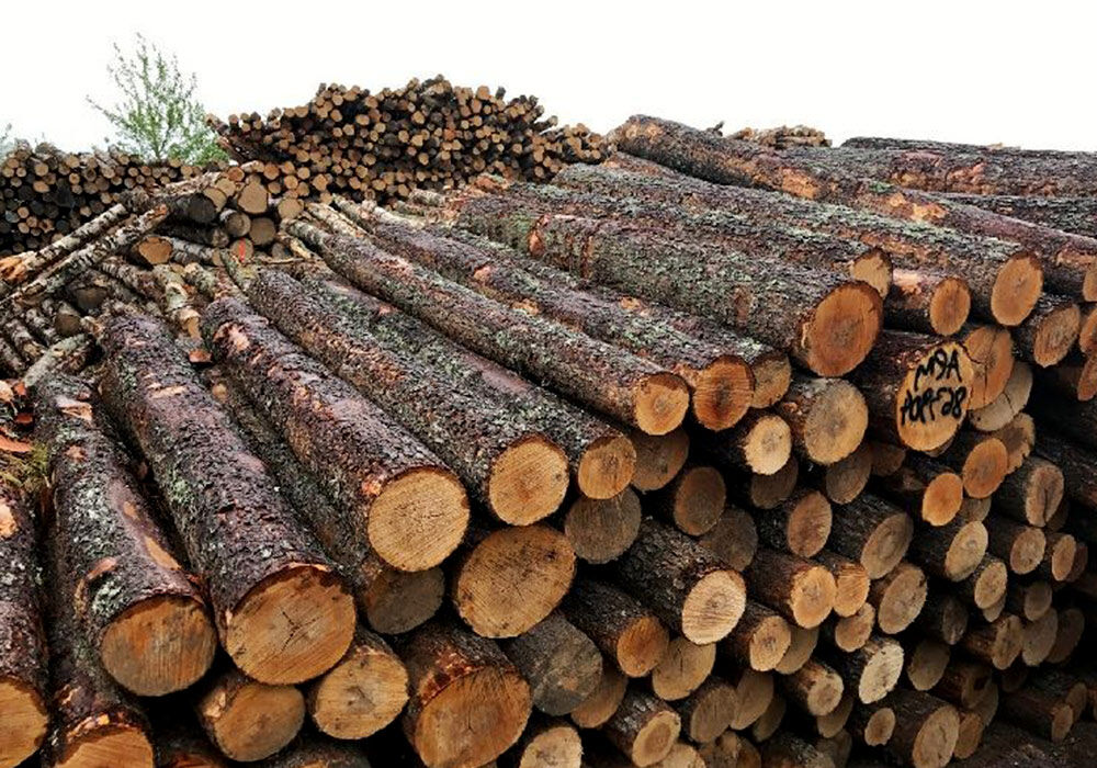 هرگونه بهره‌برداری چوبی از جنگل‌ها ممنوع است