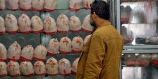 وزارت جهاد: با گرانفروشی مرغ شدیدا برخورد می‌کنیم