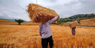 پیش‌بینی خرید ۲۰۰ هزار تن گندم در استان مرکزی