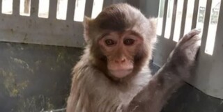 یک قلاده میمون رزوس در رباط‌ کریم کشف شد