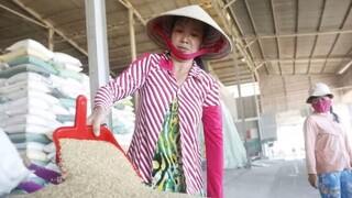 ویتنام صادرات برنج خود را ۴۴ درصد کاهش می دهد