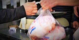 قیمت مرغ در استان بوشهر نزولی شد