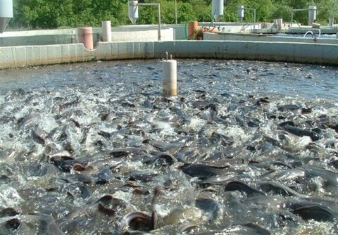 تولید سالانه بیش از ۲۰ هزار تن محصولات شیلاتی در استان زنجان