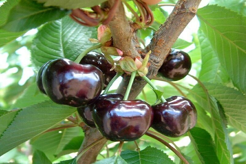 صادرات بیش از ۶۰۰تن گیلاس از خراسان شمالی به روسیه و قزاقستان