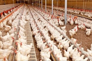 تمامی مرغ‌های موجود در بازار از نظر بهداشتی سالم هستند