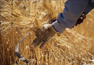 افزایش خرید گندم از کشاورزان در کرمان