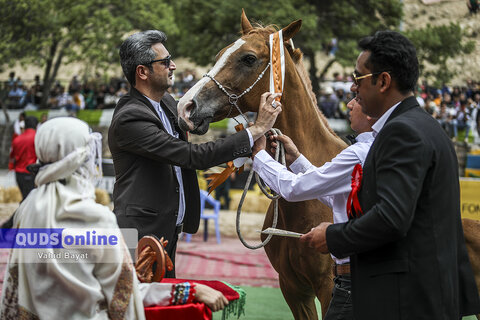 گزارش تصویری I هفدهمین جشنواره ملی زیبایی اسب ترکمن در بجنورد