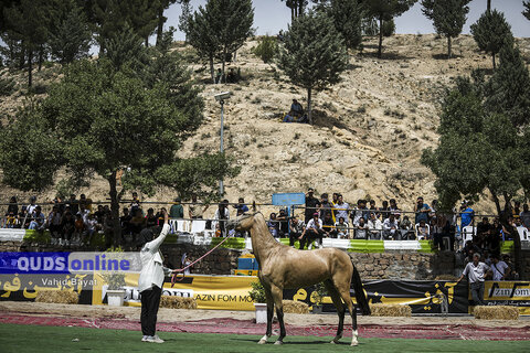 گزارش تصویری I هفدهمین جشنواره ملی زیبایی اسب ترکمن در بجنورد