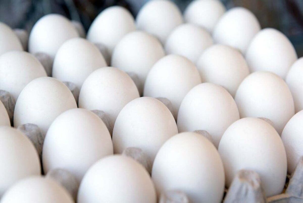 خرید حمایتی تخم مرغ تولید در نیمه دوم سال را تضمین می کند