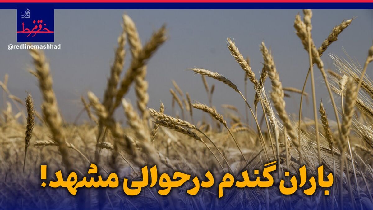 خط قرمز| باران گندم در حوالی مشهد!