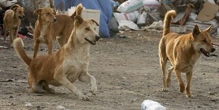 معضل سگ‌های ولگرد بلای جان شهروندان نطنز+تصاویر