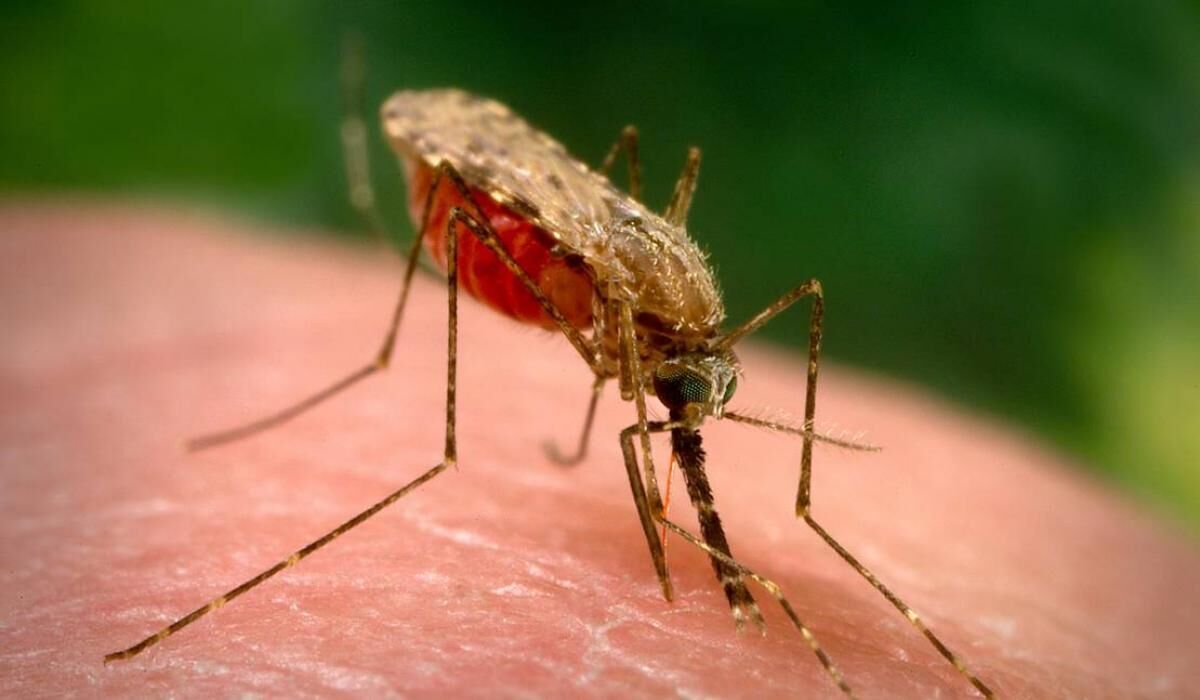 احتمال وجود مالاریا در بیماران تب‌دار وجود دارد؟