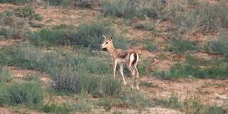 تأکید بر افزایش جمعیت آهو در دشت مغان