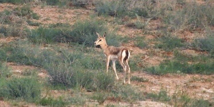 تأکید بر افزایش جمعیت آهو در دشت مغان