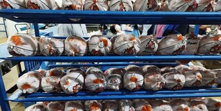 توقیف محموله‌های مرغ زنده قاچاق در زاهدان