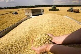 خرید بیش از ۶۰ هزار تن گندم از گندمکاران هرمزگانی