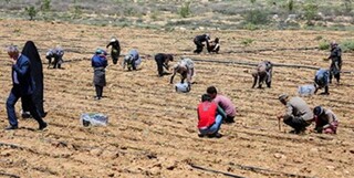 رونق کشاورزی دانش‌بنیان در دور افتاده‌ترین منطقه ساری