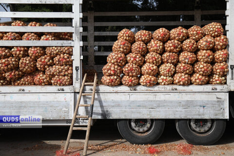 گزارش تصویری I گشت نظارت بازار - میدان بار سپاد مشهد