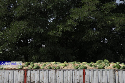 گزارش تصویری I گشت نظارت بازار - میدان بار سپاد مشهد