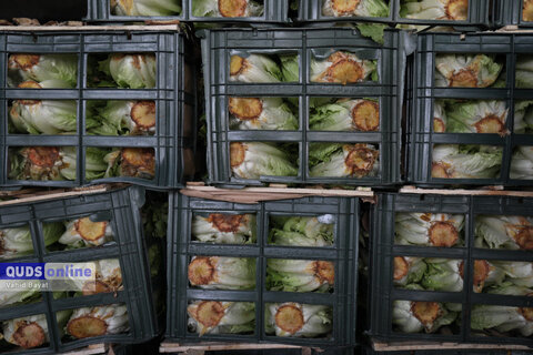 گزارش تصویری I گشت نظارت بازار - میدان بار سپاد مشهد