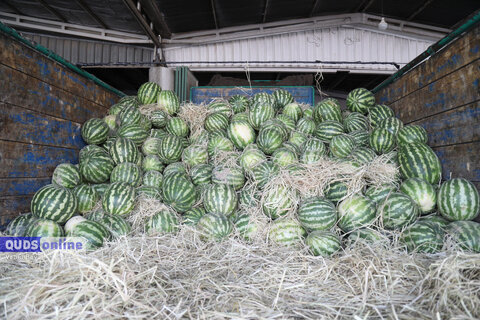 گزارش تصویری I گشت نظارت بازار - میدان بار سپاد مشهد