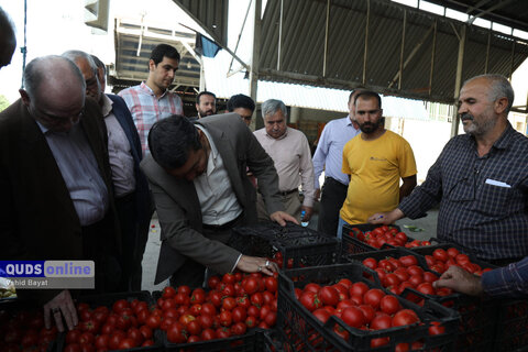 گزارش تصویری I گشت نظارت بازار - میدان بار سپاد مشهد