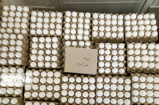 فروش تخم‌مرغ درب واحدهای تولیدی ۴۰ درصد زیر نرخ مصوب/ اعلام قیمت تخم‌مرغ بسته‌بندی ۳۰تایی