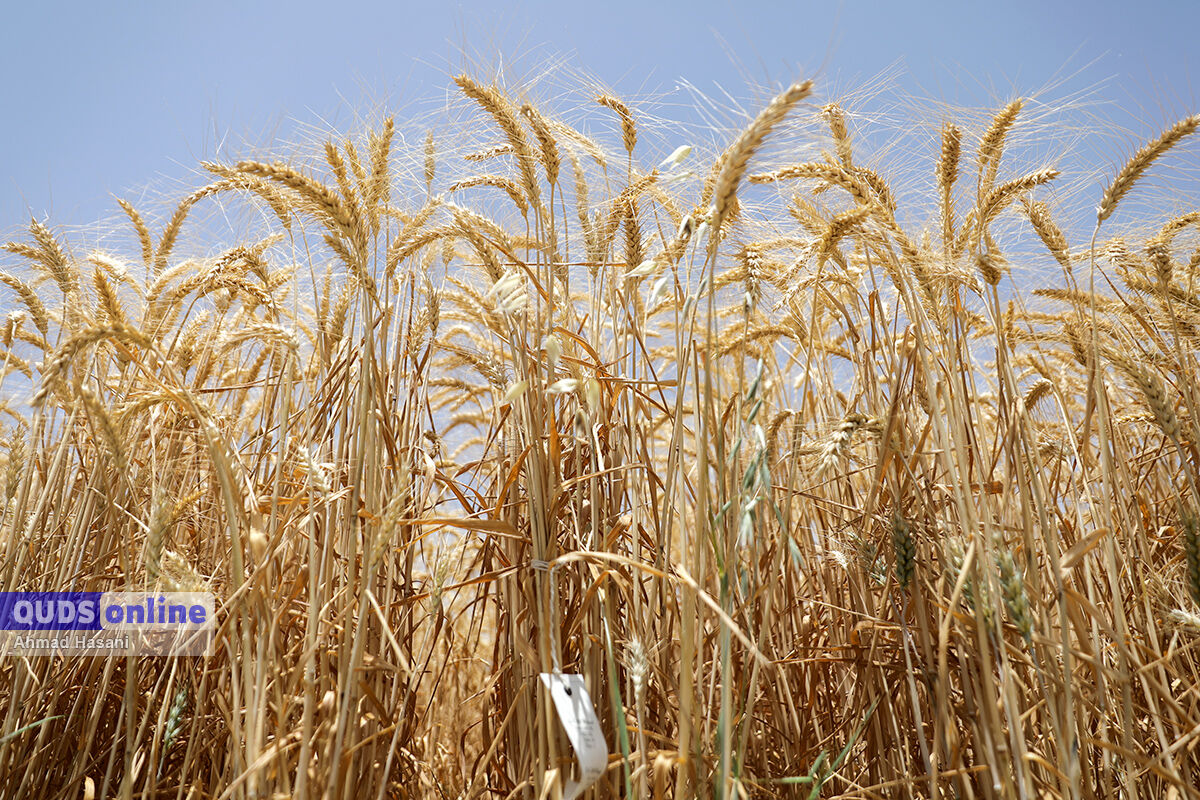 خرید تضمینی گندم در خراسان رضوی بیش از ۳۰ درصد افزایش یافت
