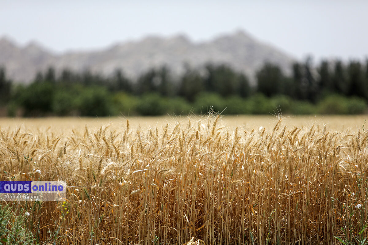 خرید تضمینی گندم در خراسان رضوی امسال رشدی ۱۲ و نیم درصدی دارد