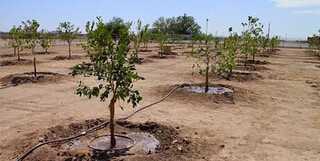 بیش از دو میلیون اصله درخت از ابتدای دولت در هرمزگان کاشته شده است