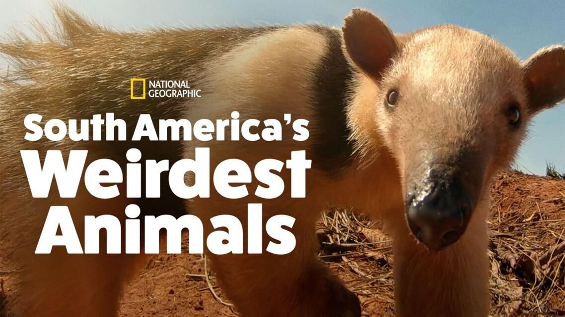 «عجیب‌ترین حیوانات آمریکا جنوبی» را در شبکه مستند ببینید