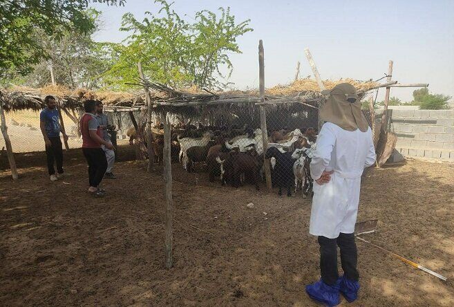 برگزاری اردوی جهادی دامپزشکی در روستاهای بوشهر 