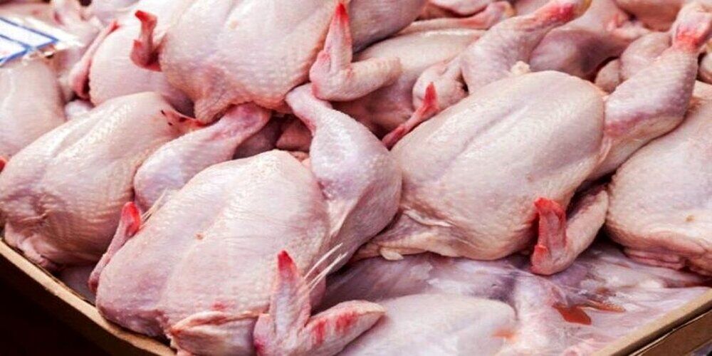 تولید ۵۵ هزار گوشت مرغ در گیلان/ افزایش ۴ درصدی جوجه ریزی