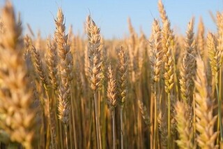 ۵ میلیون تُن گندم از کشاورزان خریداری شد
