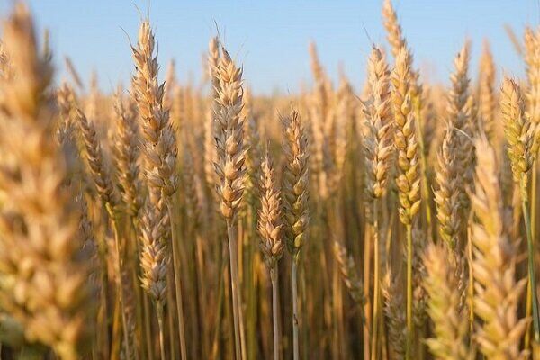 خرید ۱۳۴هزار تن گندم در کرمانشاه
