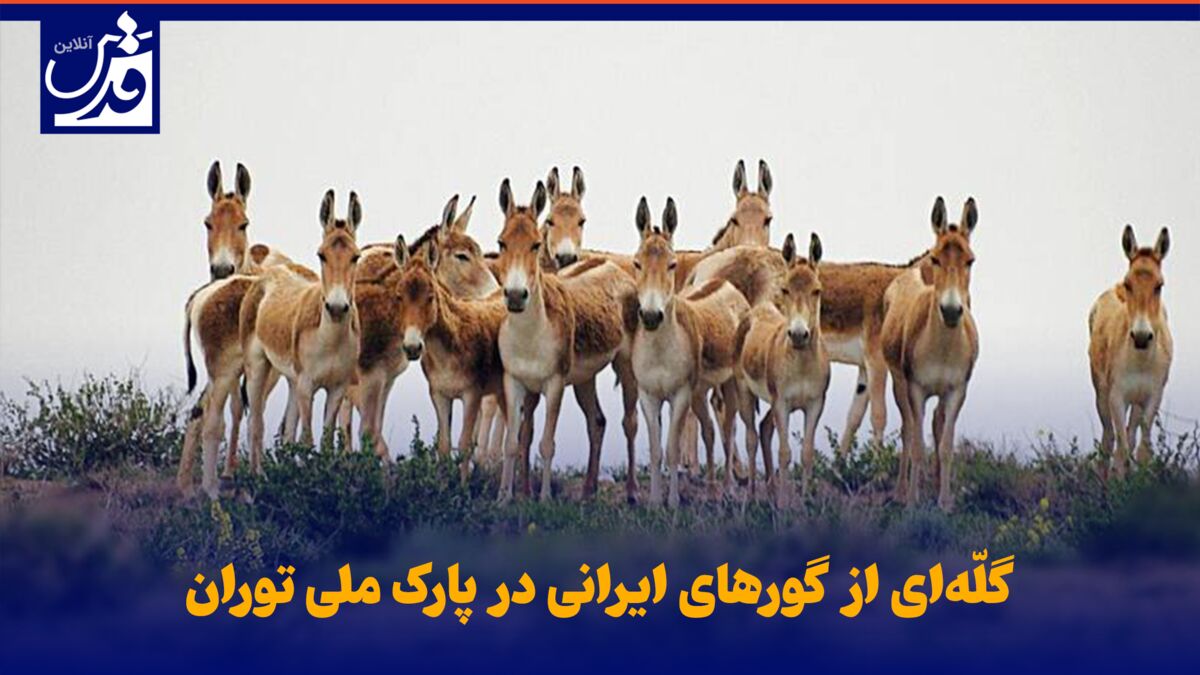 فیلم| گلّه‌ای از گورهای ایرانی در پارک ملی توران