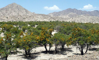 "انار شیطان" درختی در بلوچستان از خاصیت دارویی تا ساخت قُنداقِ تُفنگ