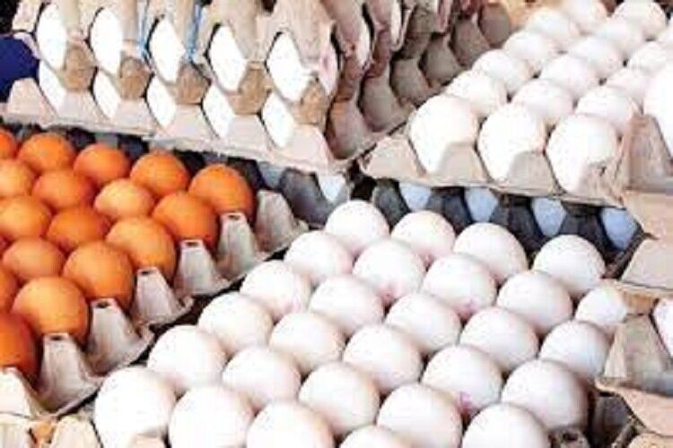 کشف ۲۶۰۰ کیلو تخم‌مرغ‌های فاقد مجوز در قائمشهر
