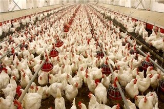 کاهش قیمت جوجه یک روزه/ افزایش تولید مرغ در کشور