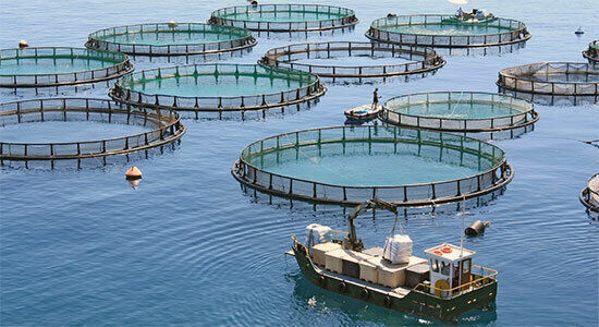 نصب ۵۷ قفس پرورش ماهی در دریای عمان