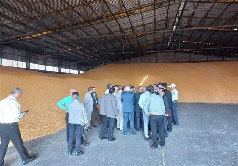 تخلیه کامل انبار ذرت بندر شهید رجایی‌/ ۱۱ هزار تن ذرت وارداتی به صنایع و کارخانه‌ها ارسال شد