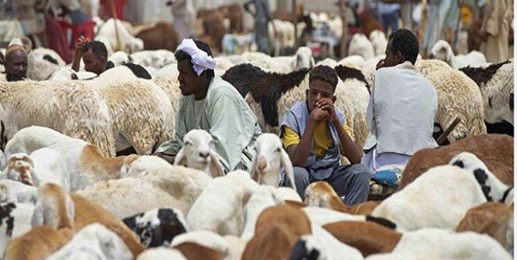 رکود در بازار گوشت و گوسفند قربانی در کشورهای عربی